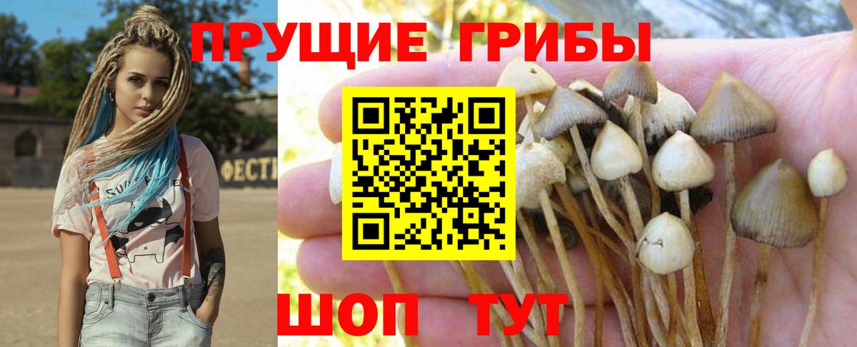 Псилоцибиновые грибы GOLDEN TEACHER  Псилоцибиновые грибы ЛСД  Каменка  даркнет сайт  Вход с VPN 